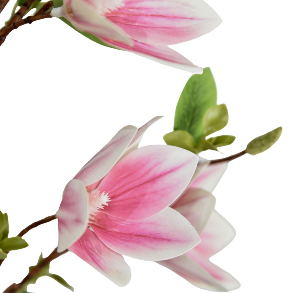 Helleborus light purple 100cm
