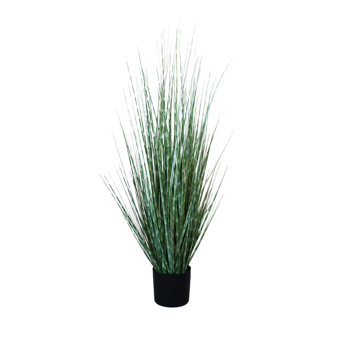 Grass Zebra con Macetero 91 cm de Altura
