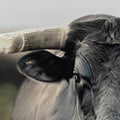 Cuadro El Toro Canvas HD / Pintado a mano / Negro/Gris / Marco Negro 120 x 60cm