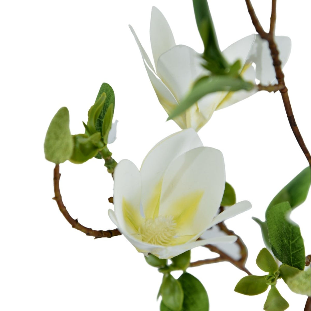 Helleborus blanco 100cm