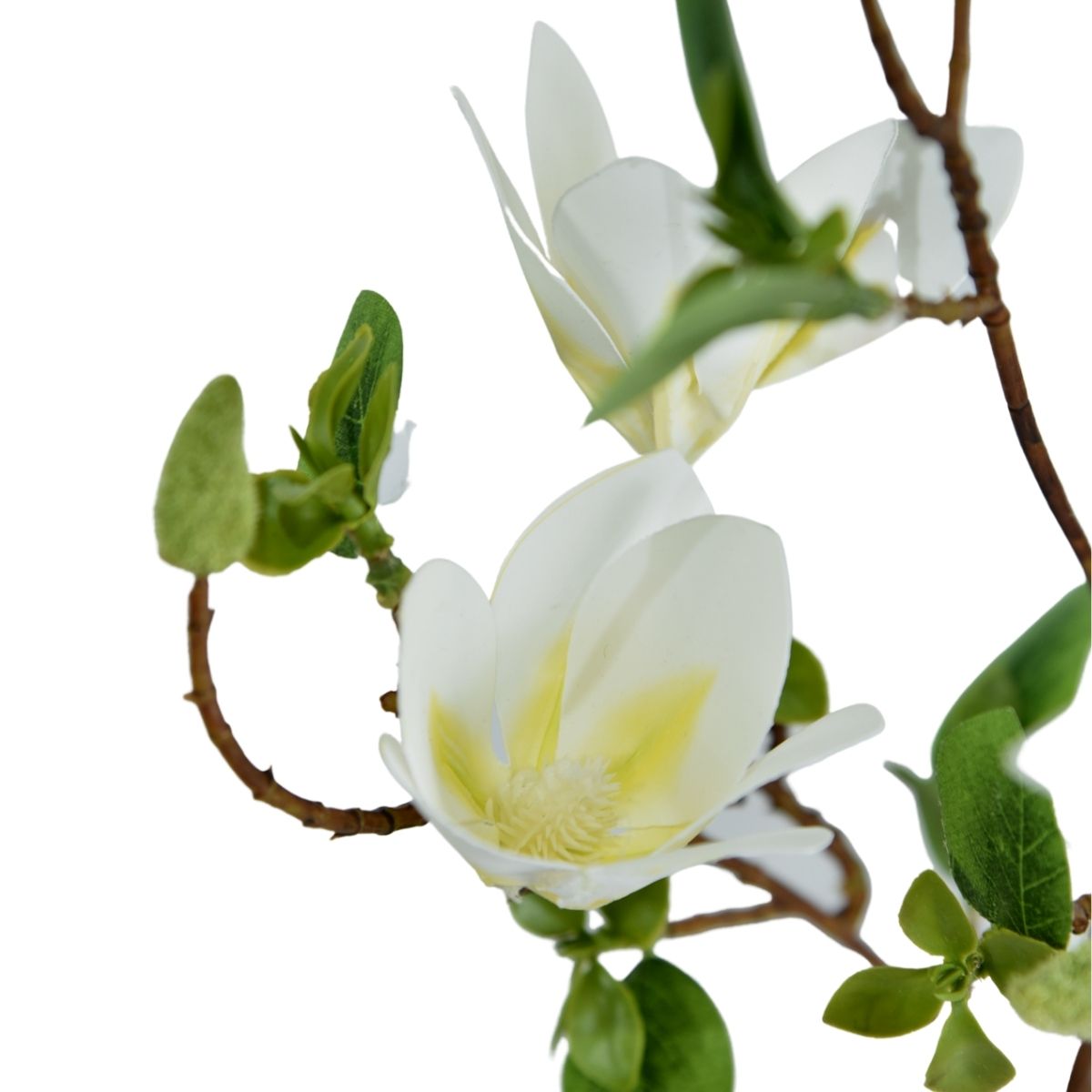 Helleborus blanco 100cm