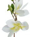 Helleborus blanco 100cm