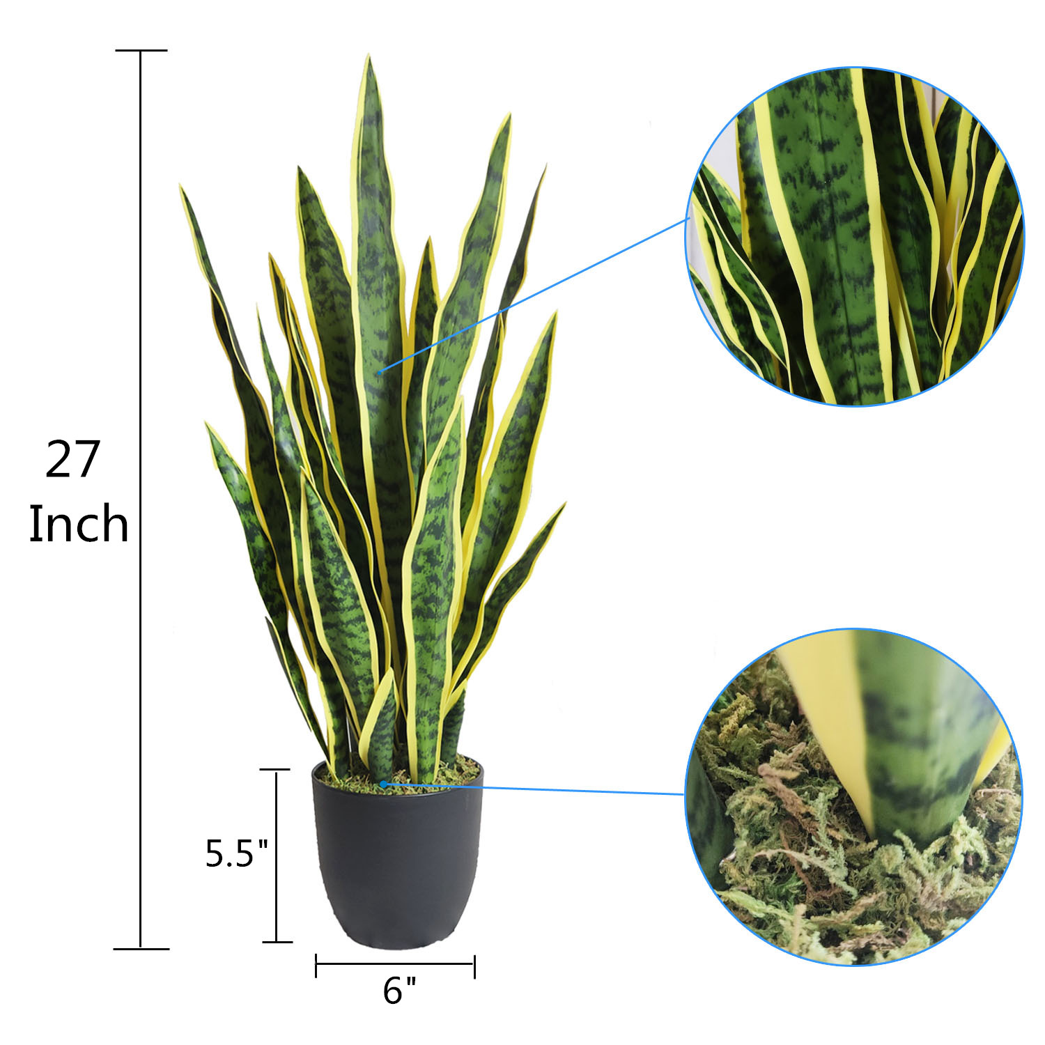 Sansevieria Laurentii - Planta de Interior Lengua Materna 70cm |  NectarDeco.cl