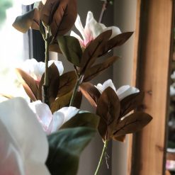 Planta magnolia 150cm