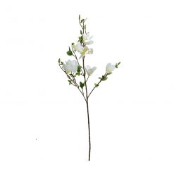 Helleborus blanco 100cm