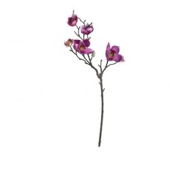 Magnolia purpura 50cm