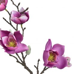 Magnolia purpura 50cm